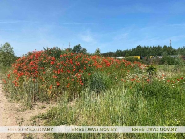 В Бресте уничтожили 150 килограммов дикорастущего мака В Бресте уничтожили 150 килограммов дикорастущего мака