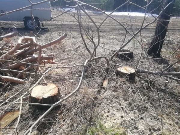 Ущерб 2,4 тысячи рублей. Жителя Лунинецкого района наказали за порубку деревьев Ущерб 2,4 тысячи рублей. Жителя Лунинецкого района наказали за порубку деревьев