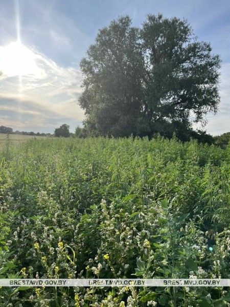 В Брестском районе уничтожено около 1400 килограммов дикорастущей конопли В Брестском районе уничтожено около 1400 килограммов дикорастущей конопли