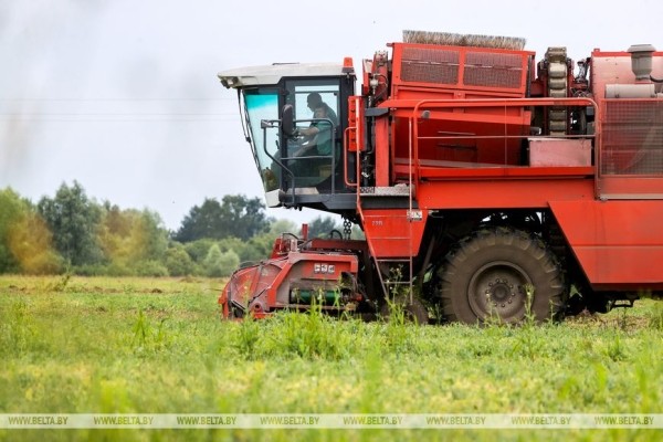 В Столинском районе идет уборка зеленого горошка В Столинском районе идет уборка зеленого горошка