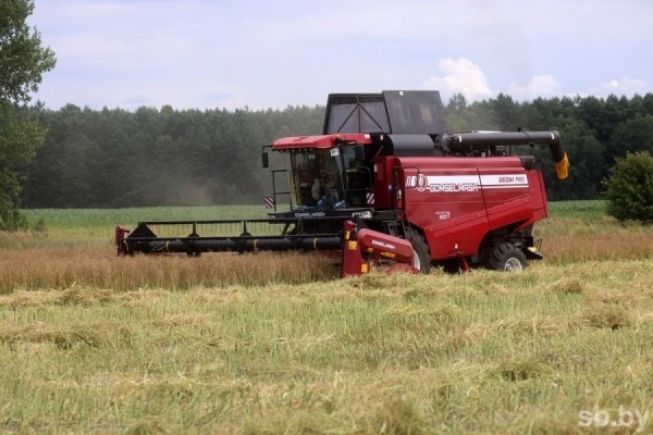 Посмотрели, как возле Бреста убирают озимый рапс