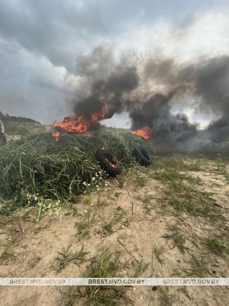 В Брестском районе уничтожено около 1400 килограммов дикорастущей конопли В Брестском районе уничтожено около 1400 килограммов дикорастущей конопли