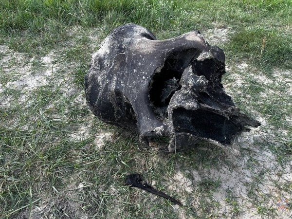 В Беларуси нашли останки мамонта В Беларуси нашли останки мамонта