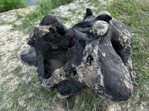 В Беларуси нашли останки мамонта В Беларуси нашли останки мамонта