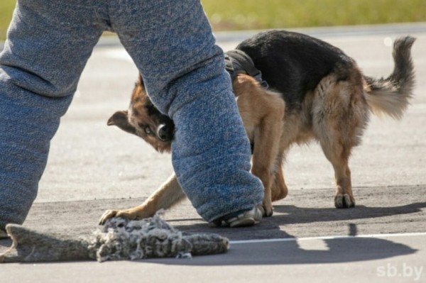 Уже в эти выходные! В Бресте будут соревноваться профессиональные кинологи