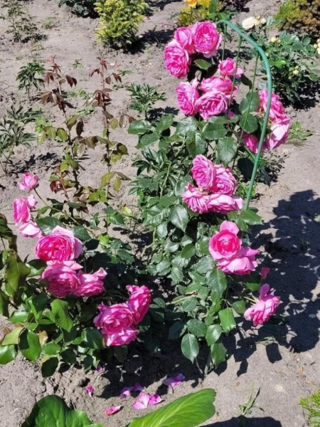 «Дом образцового порядка» — как семья в Кобрине своими силами украшает территорию многоквартирного дома «Дом образцового порядка» — как семья в Кобрине своими силами украшает территорию многоквартирного дома