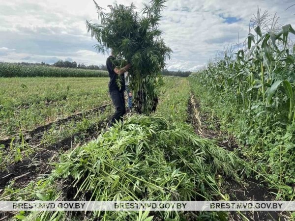 Возле Бреста уничтожено около 1800 килограммов дикорастущей конопли Возле Бреста уничтожено около 1800 килограммов дикорастущей конопли