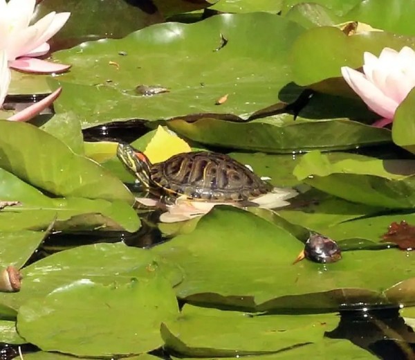 А вы видели в озере Брестского парка культуры и отдыха черепах? Оказывается, они там есть А вы видели в озере Брестского парка культуры и отдыха черепах? Оказывается, они там есть