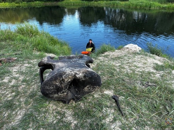 В Беларуси нашли останки мамонта В Беларуси нашли останки мамонта