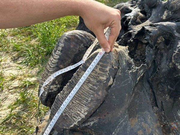 В Беларуси нашли останки мамонта В Беларуси нашли останки мамонта