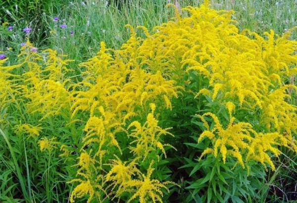 Чем опасен золотарник? Чем опасен золотарник?