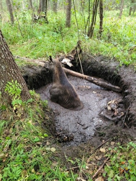 Спасатели пришли на помощь лосенку, который провалился в мелиоративный канал Спасатели пришли на помощь лосенку, который провалился в мелиоративный канал