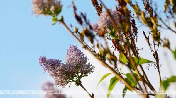 Привет из весны. В Бресте снова зацвела сирень Привет из весны. В Бресте снова зацвела сирень