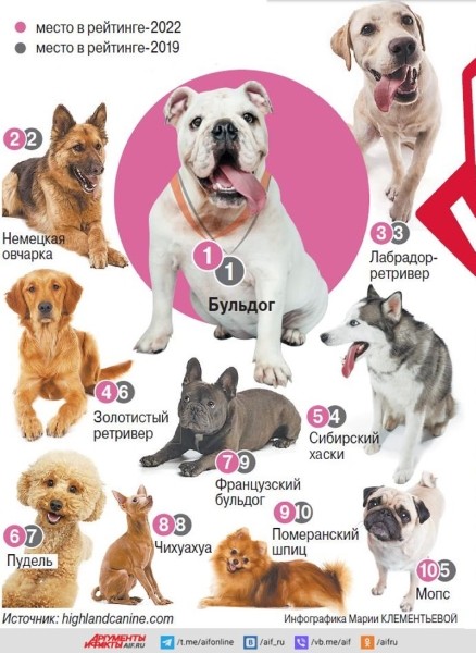 Топ-10 самых популярных пород собак в мире. Инфографика