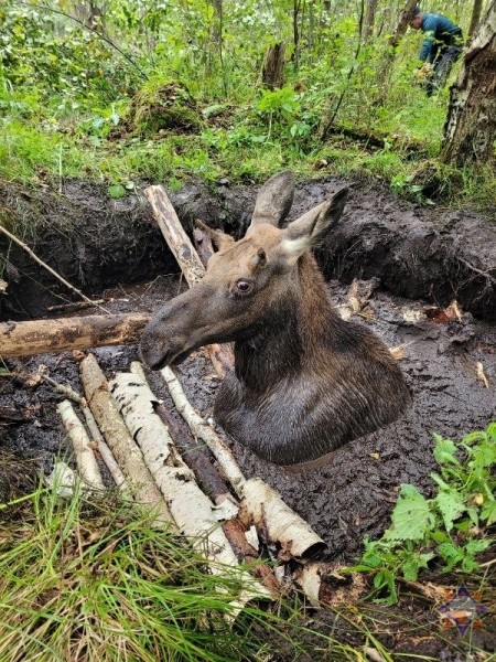 Спасатели пришли на помощь лосенку, который провалился в мелиоративный канал Спасатели пришли на помощь лосенку, который провалился в мелиоративный канал