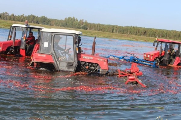 Смотрите, как на Брестчине собирают клюкву Смотрите, как на Брестчине собирают клюкву