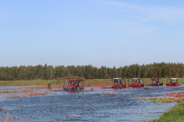 Смотрите, как на Брестчине собирают клюкву Смотрите, как на Брестчине собирают клюкву