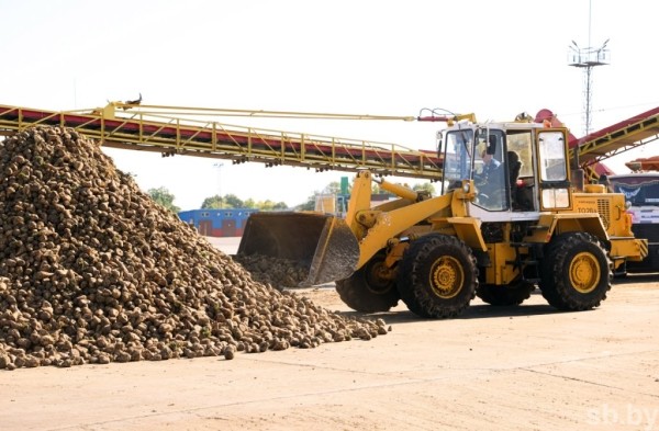 В Брестской области накопано 370 тысяч тонн сахарной свеклы В Брестской области накопано 370 тысяч тонн сахарной свеклы