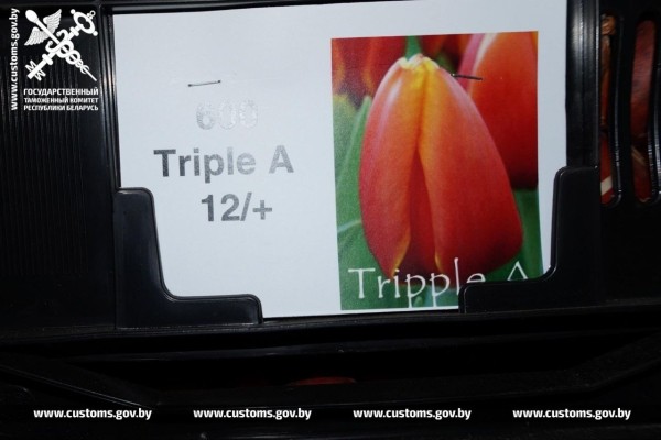 Брестские таможенники установили два факта незаконного ввоза в Беларусь луковиц тюльпанов Брестские таможенники установили два факта незаконного ввоза в Беларусь луковиц тюльпанов