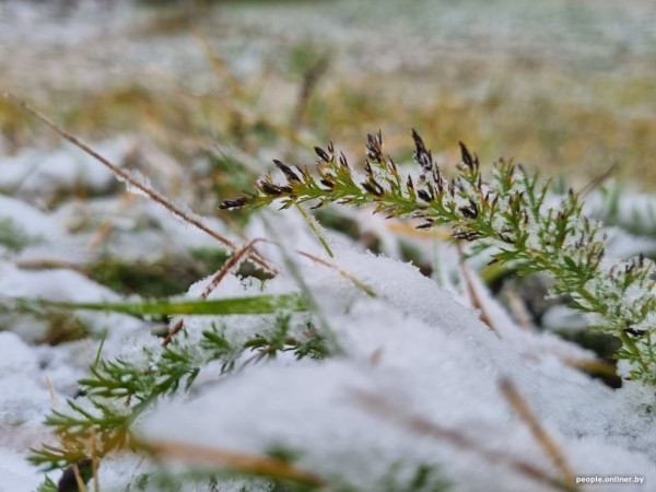 В Беларуси выпал снег В Беларуси выпал снег