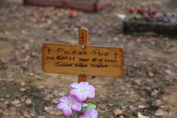 «Чипашка, спасибо за службу». Как выглядит стихийное кладбище домашних животных в Бобруйске «Чипашка, спасибо за службу». Как выглядит стихийное кладбище домашних животных в Бобруйске