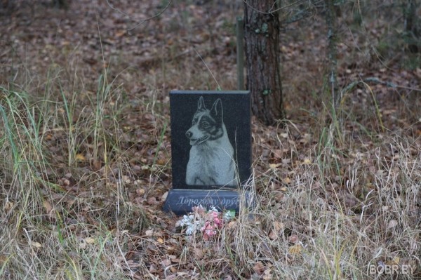 «Чипашка, спасибо за службу». Как выглядит стихийное кладбище домашних животных в Бобруйске «Чипашка, спасибо за службу». Как выглядит стихийное кладбище домашних животных в Бобруйске