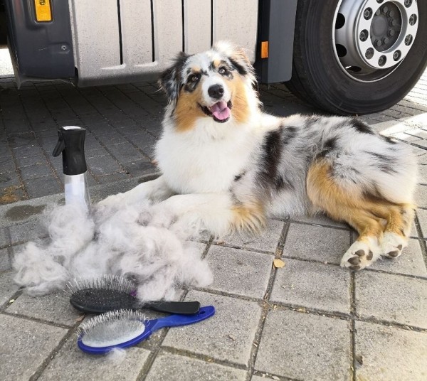 «Да хоть с крокодилом! Главное, чтобы в кабине было чисто!» Белоруска ушла в дальнобой и ездит... с собакой