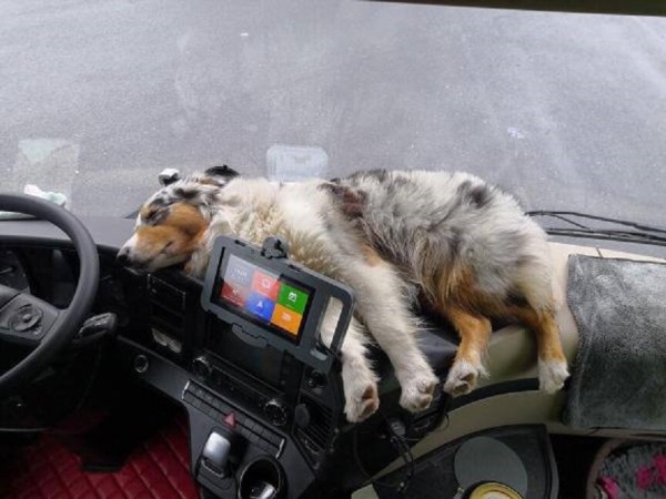 «Да хоть с крокодилом! Главное, чтобы в кабине было чисто!» Белоруска ушла в дальнобой и ездит... с собакой