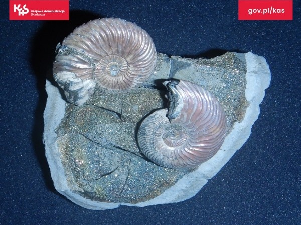 Белорус пытался контрабандой ввезти в Польшу древние окаменелости Белорус пытался контрабандой ввезти в Польшу древние окаменелости