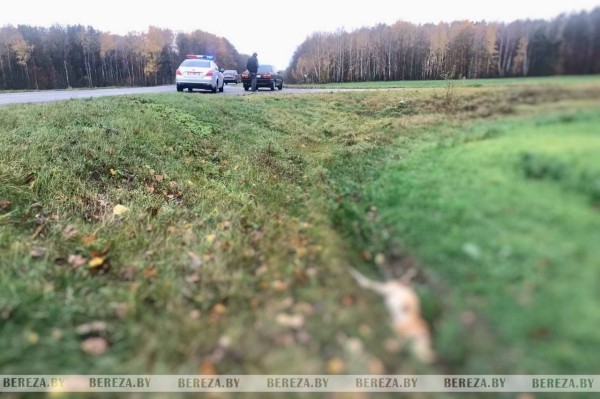 В Брестской области водитель сбил собаку и вызвал ГАИ. Что делать в такой ситуации?