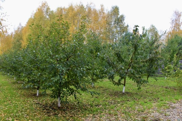 Запланируйте семейный отдых на антуражной вилле с бассейном и рестораном недалеко от Бреста. Аренда номеров, празднование торжеств в Villa Boutique Hotel Запланируйте семейный отдых на антуражной вилле с бассейном и рестораном недалеко от Бреста. Аренда номеров, празднование торжеств в Villa Boutique Hotel