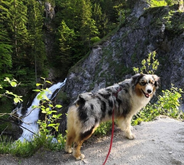 «Да хоть с крокодилом! Главное, чтобы в кабине было чисто!» Белоруска ушла в дальнобой и ездит... с собакой