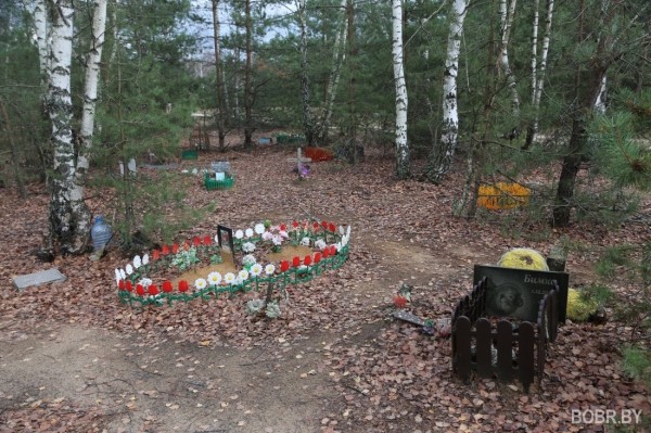 «Чипашка, спасибо за службу». Как выглядит стихийное кладбище домашних животных в Бобруйске «Чипашка, спасибо за службу». Как выглядит стихийное кладбище домашних животных в Бобруйске