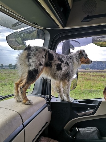 «Да хоть с крокодилом! Главное, чтобы в кабине было чисто!» Белоруска ушла в дальнобой и ездит... с собакой