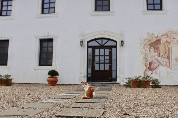 Запланируйте семейный отдых на антуражной вилле с бассейном и рестораном недалеко от Бреста. Аренда номеров, празднование торжеств в Villa Boutique Hotel Запланируйте семейный отдых на антуражной вилле с бассейном и рестораном недалеко от Бреста. Аренда номеров, празднование торжеств в Villa Boutique Hotel