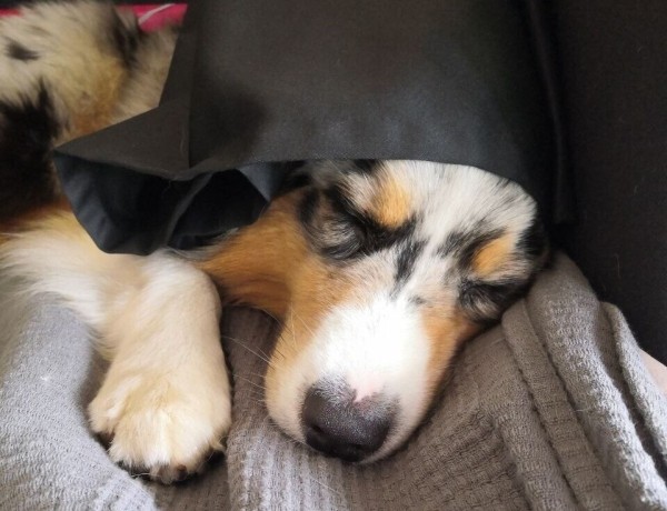 «Да хоть с крокодилом! Главное, чтобы в кабине было чисто!» Белоруска ушла в дальнобой и ездит... с собакой