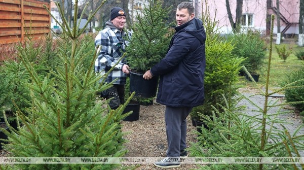 В Бресте заработали елочные базары В Бресте заработали елочные базары