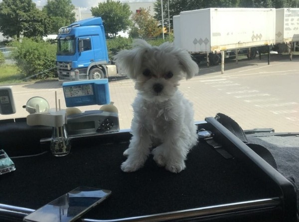 «Первое время работа вместе была адом!» Супруги пятый год живут в тесной кабине фуры и завели ещё собаку