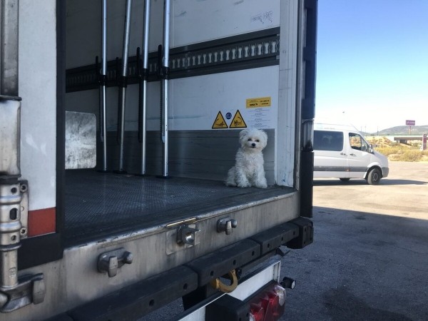 «Первое время работа вместе была адом!» Супруги пятый год живут в тесной кабине фуры и завели ещё собаку