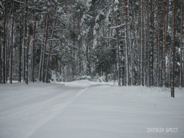 В Кобринском районе изменены границы, режим охраны и использования заказника «Ель» В Кобринском районе изменены границы, режим охраны и использования заказника «Ель»