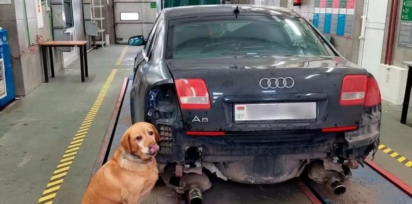 Белорус смог провезти нелегальный груз за границу, но вскоре «запрещенку» в тайниках нашла собака пограничников