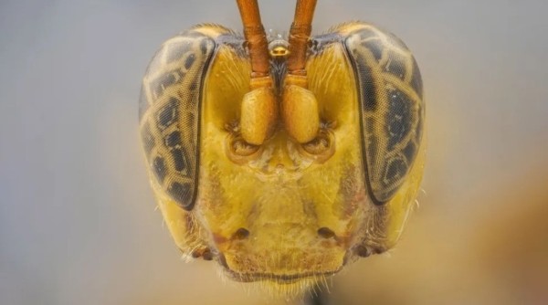 Оса-убийца, акула-демон и гигантский паук. Самые прекрасные и ужасающие существа 2023 года