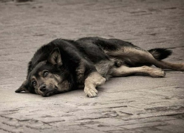 Житель Сморгони жестоко убил собаку на глазах у прохожих. С приговором суда согласятся не все Житель Сморгони жестоко убил собаку на глазах у прохожих. С приговором суда согласятся не все