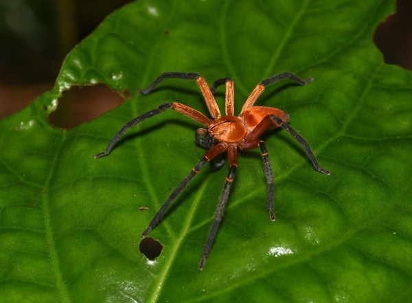 Оса-убийца, акула-демон и гигантский паук. Самые прекрасные и ужасающие существа 2023 года