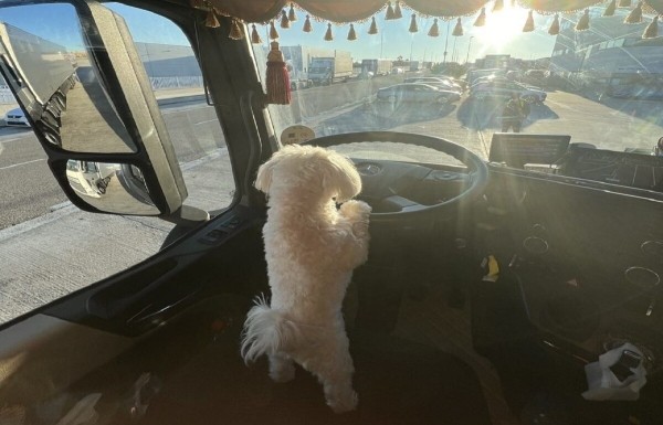 «Первое время работа вместе была адом!» Супруги пятый год живут в тесной кабине фуры и завели ещё собаку