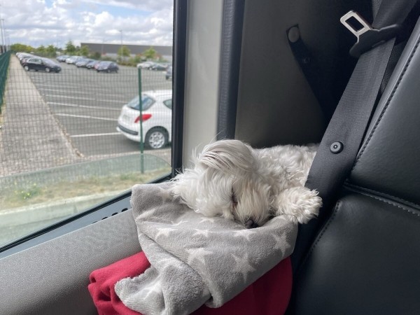 «Первое время работа вместе была адом!» Супруги пятый год живут в тесной кабине фуры и завели ещё собаку