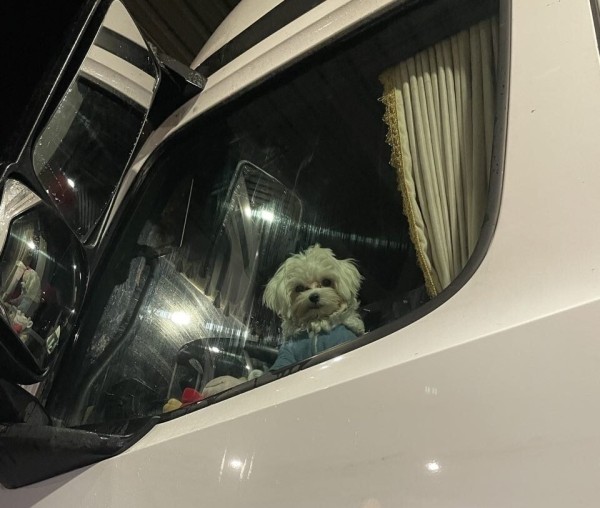 «Первое время работа вместе была адом!» Супруги пятый год живут в тесной кабине фуры и завели ещё собаку