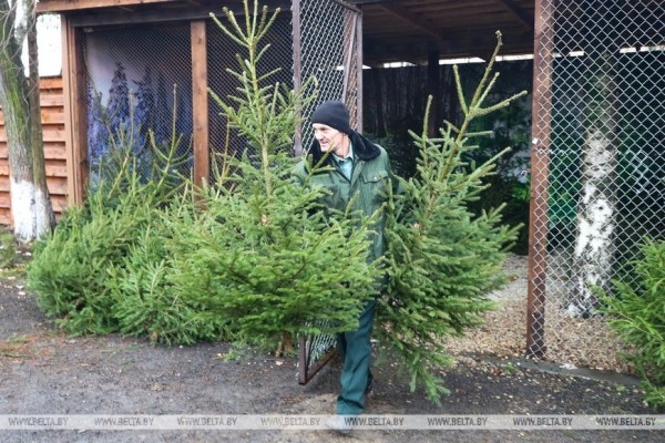 В Бресте заработали елочные базары В Бресте заработали елочные базары