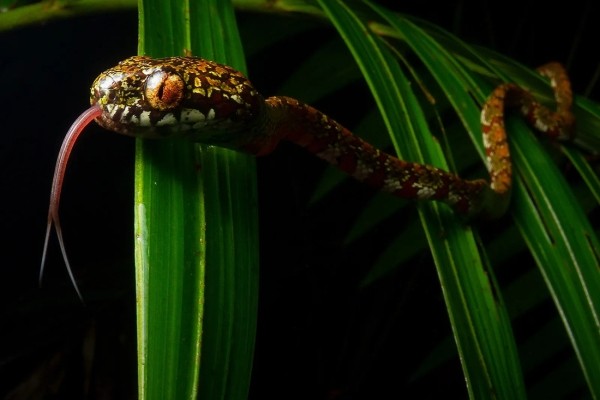 Оса-убийца, акула-демон и гигантский паук. Самые прекрасные и ужасающие существа 2023 года