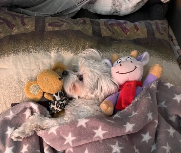 «Первое время работа вместе была адом!» Супруги пятый год живут в тесной кабине фуры и завели ещё собаку